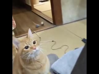 Ginger cat asking to play fetch