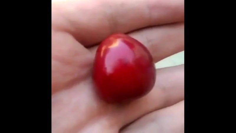 Интересная черешня (6 sec)
