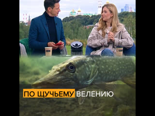 По щучьему велению ‒ утром24