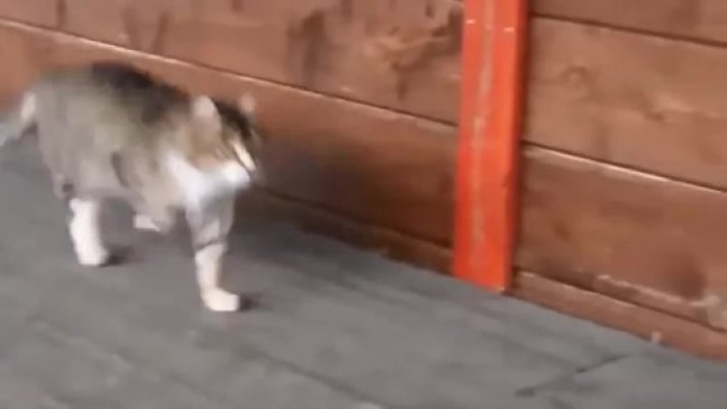 /koteln тутутуту