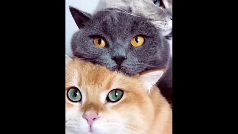 Тройная порция умиления