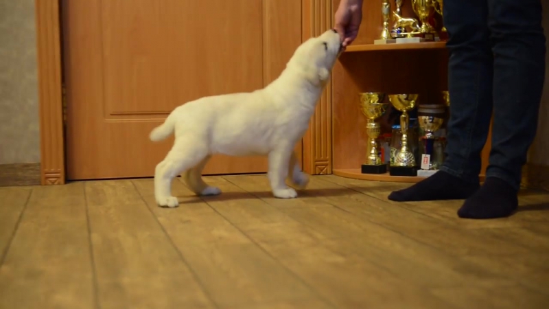 Таёжный талисман магрур