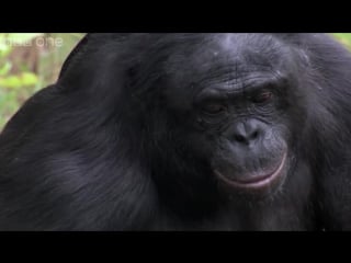 Bonobo builds a fire and toasts marshmallows monkey planet preview bbc one