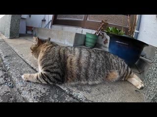 A pheasant cat that cries with a cute voice when the base of the tail is moffed