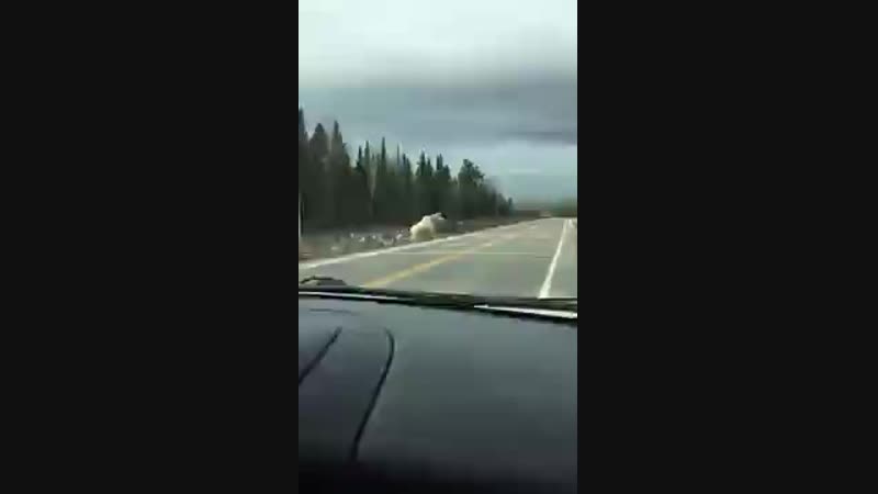Белые лоси [ ]