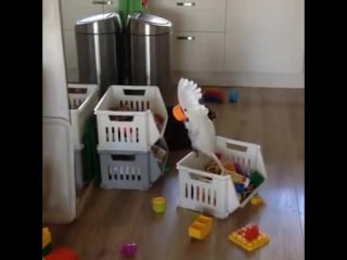 Harley my funny cockatoo