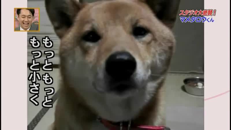 Умеет регулировать громкость )