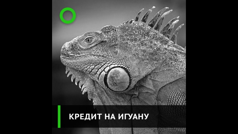 На что россияне берут микрокредиты?