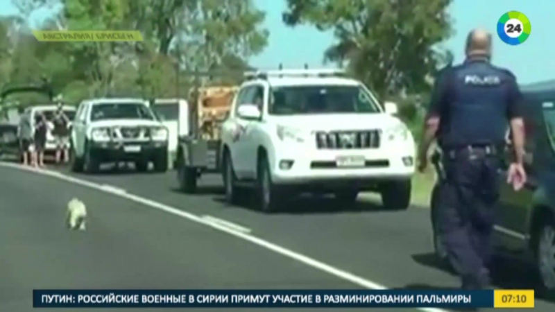 В австралии спасли выбежавшую на шоссе коалу