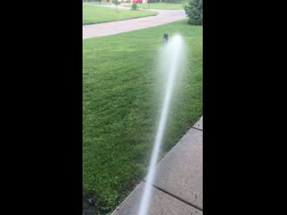 Dixie is 13 but zooms for the “hose game” like a puppy