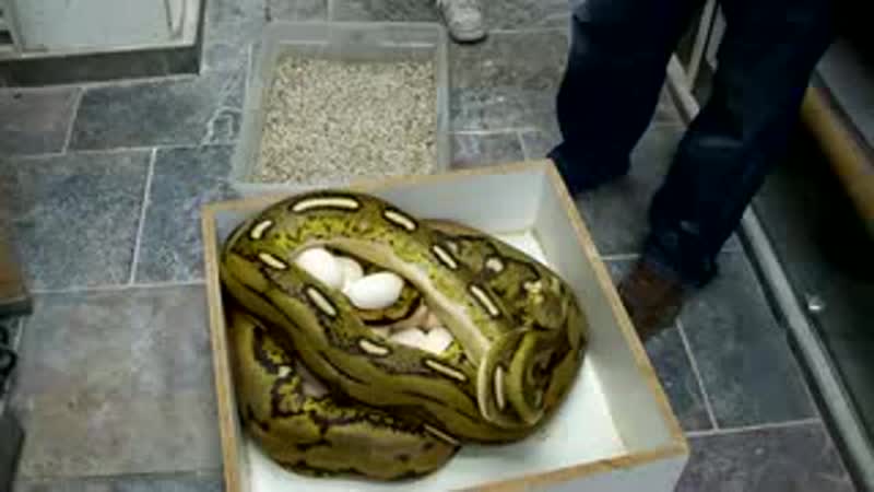 The introduction tiger double het albino titanium reticulated python and her eggs