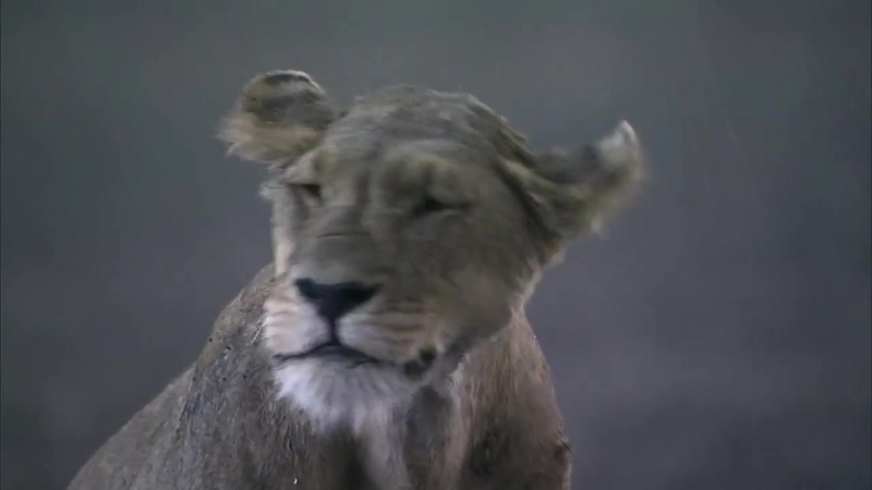 Величайшие явления природы 2 я серия (великое переселение) hd 720p