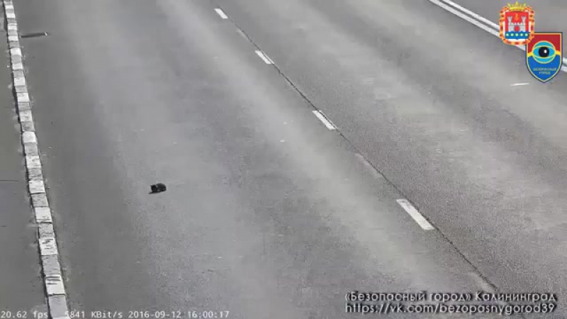 Спасение котенка, оказавшегося на проезжей части