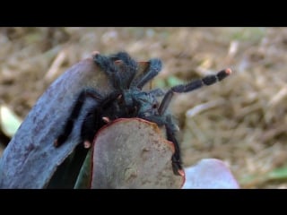 Adventures of the brazilian blue and green pink toe tarantula avicularia geroldi