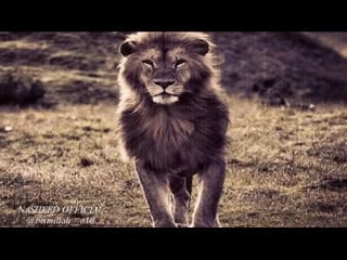 Тебе понравится! nasheed