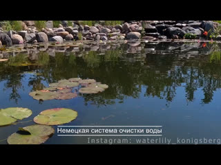 Видео от waterlily konigsberg продажа нимфей ( кувшинок)