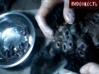 Неведомая по*бень (с) видеожесть