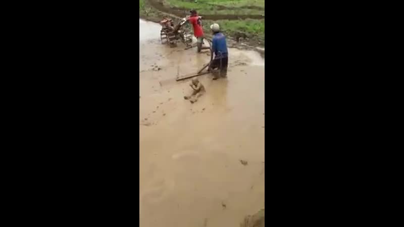 Однажды на рисовом поле неизведанная азия