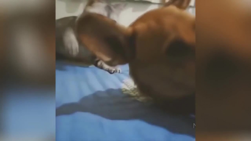Да да, войдите