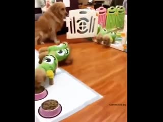 Woof mp4