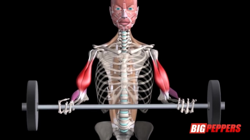 Бицепс 5 базовых упражнений основные ошибки