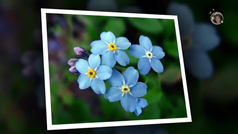 А на том берегу незабудки цветут