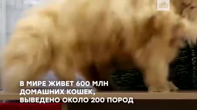 Сегодня отмечается всемирный день кошек