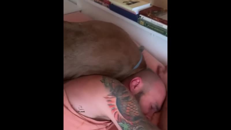 Когда котик не даёт спать и мурлычет