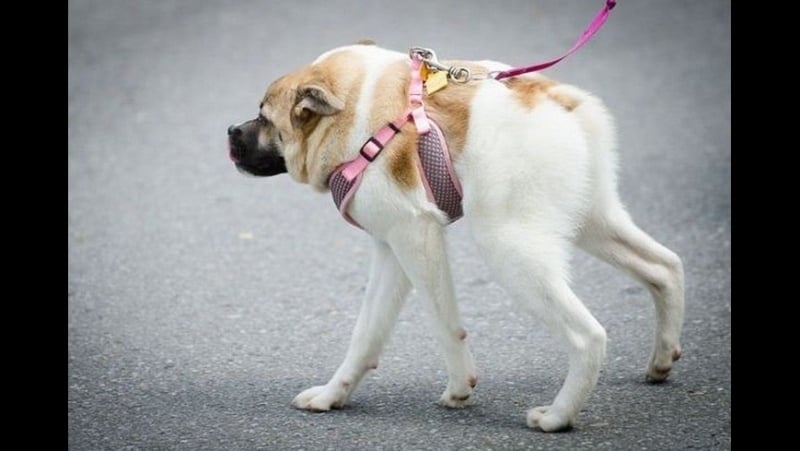 Синдром короткого позвоночника