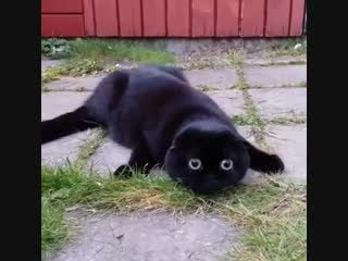 My cat senses are tingling