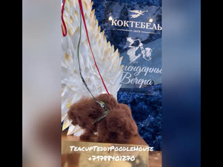 Наши производители teacup teddy poodle mary and chen