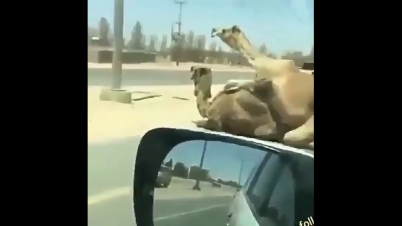 Спаривание верблюдов прямо на дороге😅