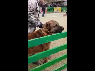 Видео от волкодавы кааза, азии только тяжи и супертяжи