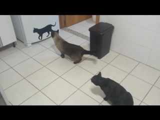 Taiki and kourin wonder around the new cat