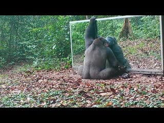 In the gabon jungle a young male gorilla continues his learning in the mirror