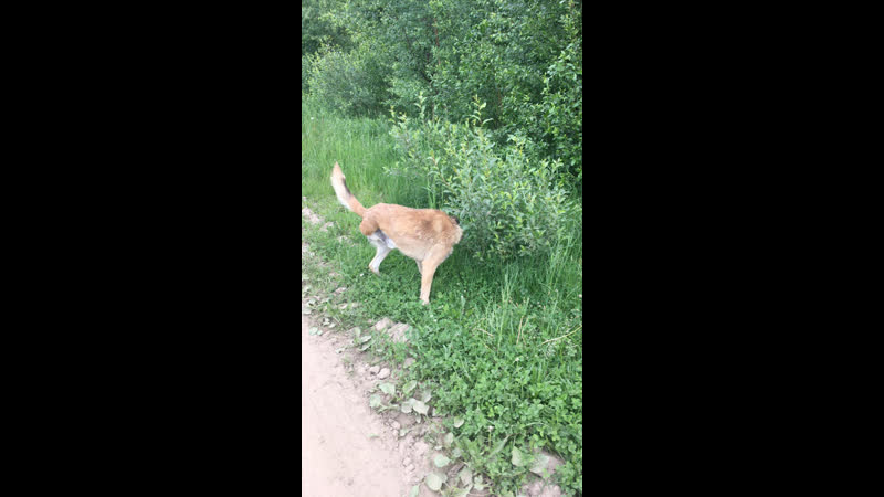 Live спасённый пёс сева