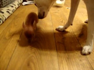 Он хрюкает или пукает?