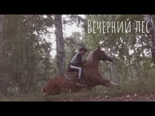 В лесу поздним вечером