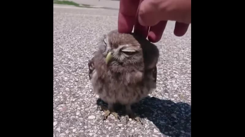 Милаха малышка совушка 😍