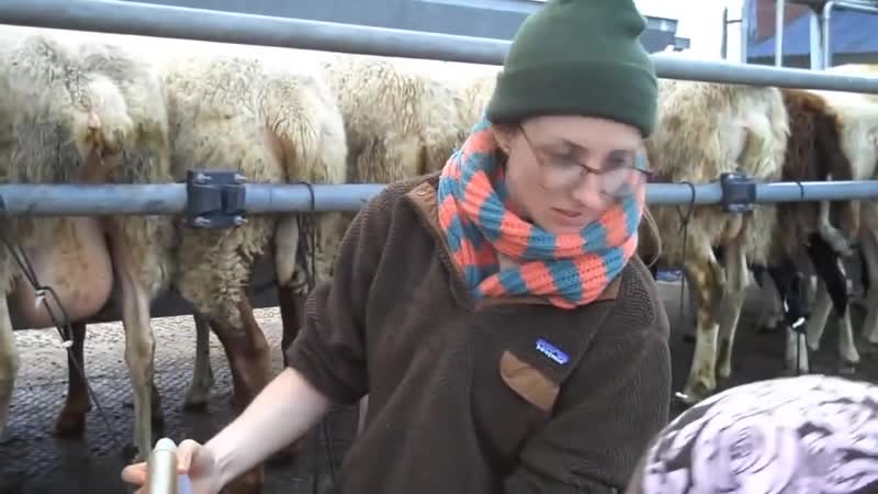 Автоматические доярки intelligent technology smart modern farming automatic sheep cow milking machine