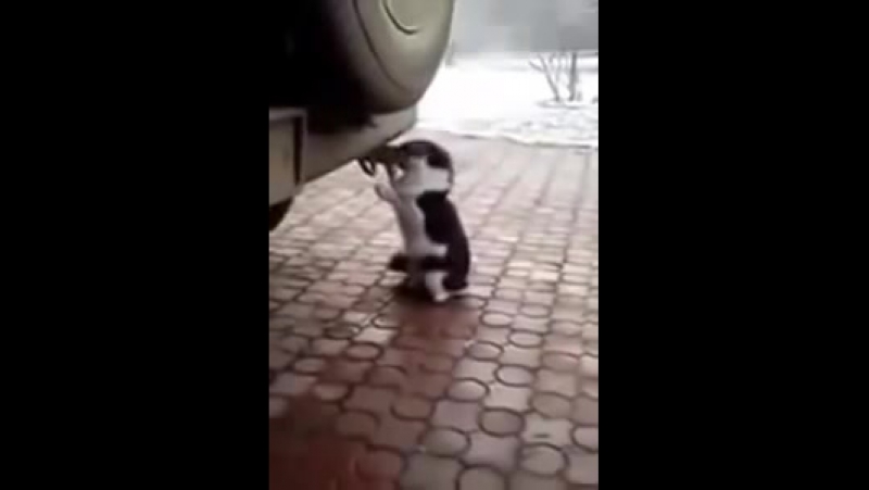 Кот и выхлопная труба автомобиля