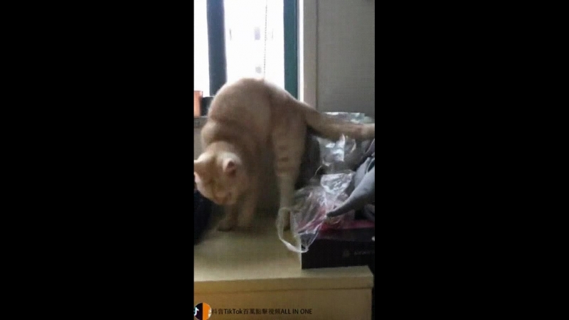 Взгляд кошки грация картошки mp4