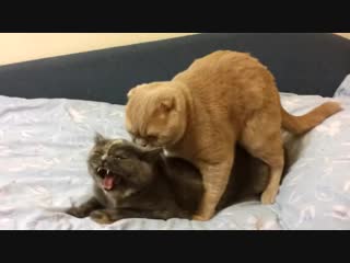 Cats mating