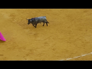 España, zaragoza 2015, pilares, corrida