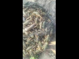 Vid 20201022 112952 mp4