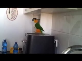 Irish parrot