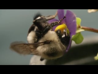 This vibrating bumblebee unlocks a flowers hidden treasure (deep look)
