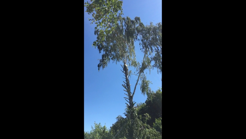 Спиливание, удаление деревьев, кустарника, расчистка участков, покос травы и вывоз любой сложности! 👍 ☎ 8 920 211 76 22