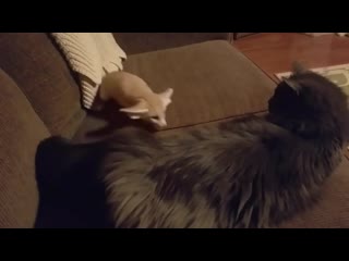 Fox kits annoying cats