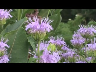 Minnesota native plant wild bergamot (monarda fistulosa)